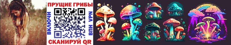 где найти   Ярцево  Псилоцибиновые грибы Psilocybe 